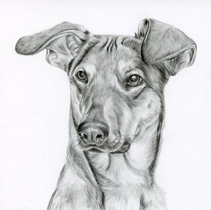 Портрет кошек и собак карандашом