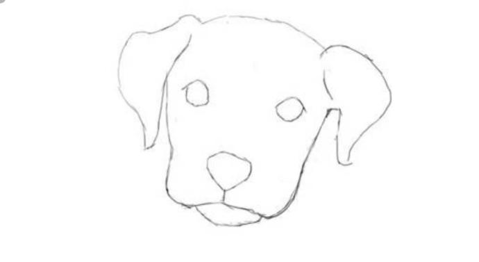 Морда щенка карандашом