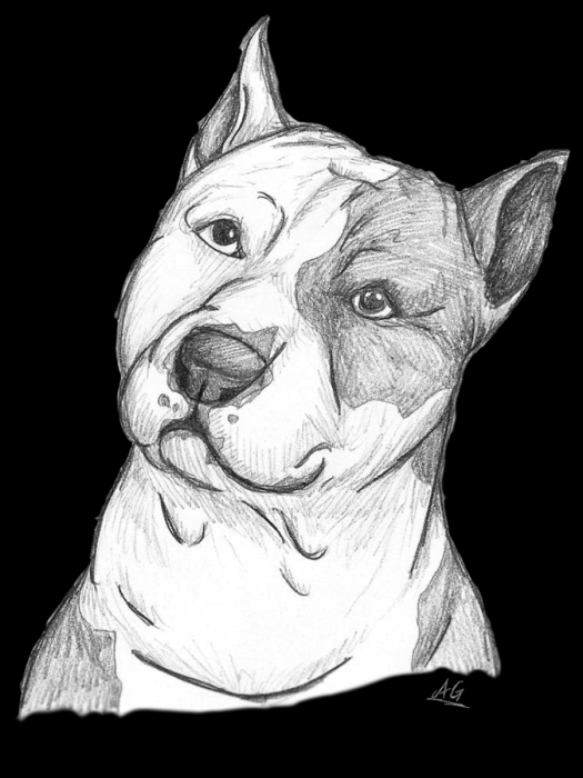 Рисунок питбуля карандашом