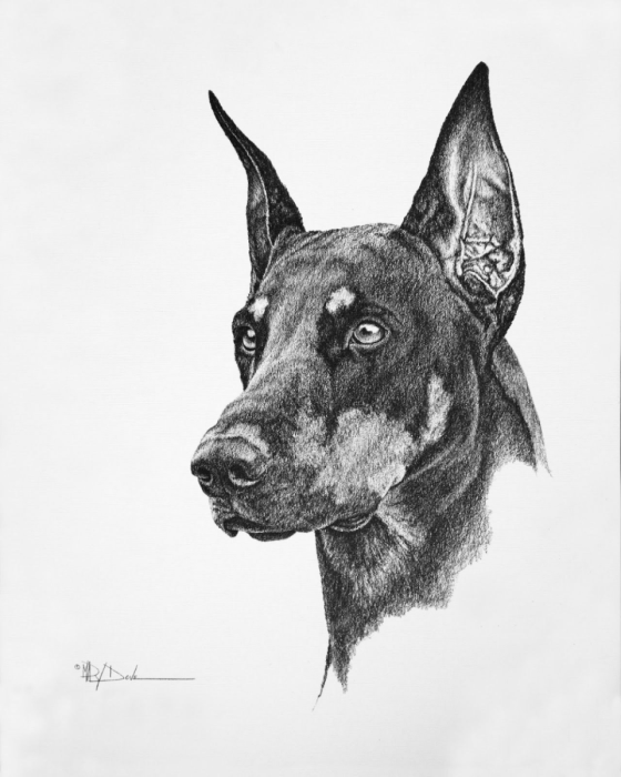 Восточноевропейская овчарка рисунок