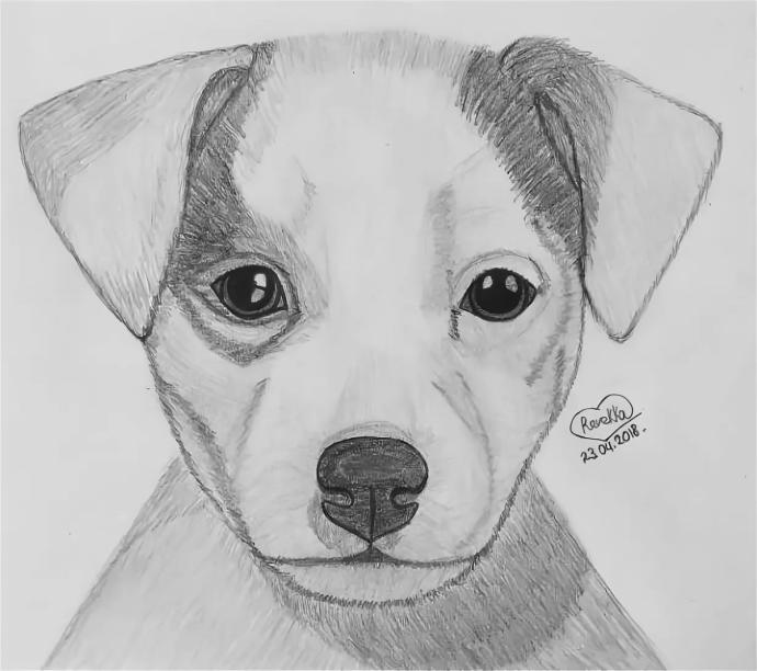 Американский бульдог эскиз