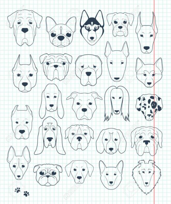 Акита ину референс