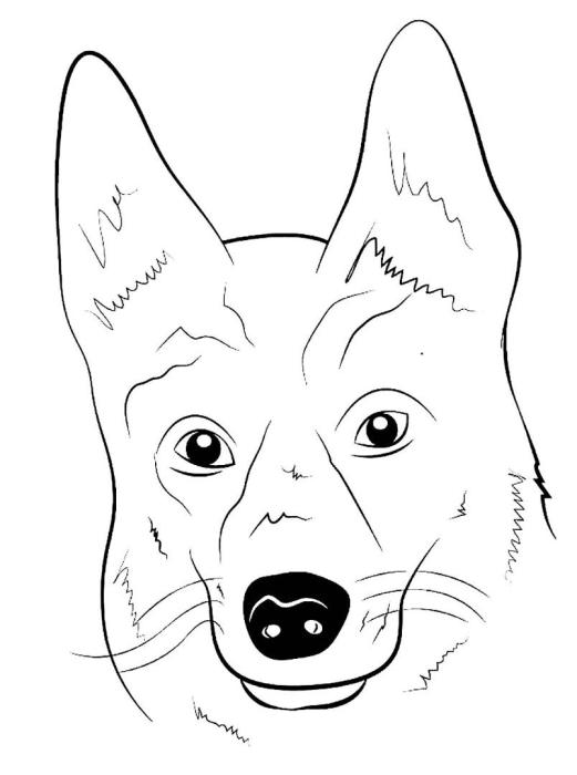 Набросок головы собаки