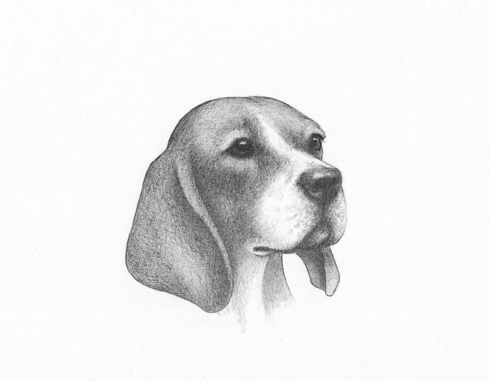 Очертание морды собаки