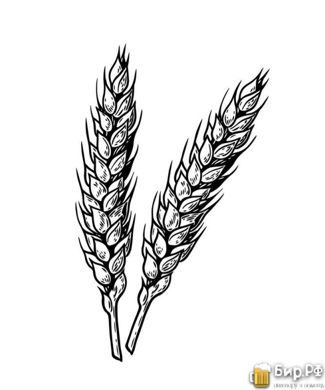 Колосок пшеницы раскраска