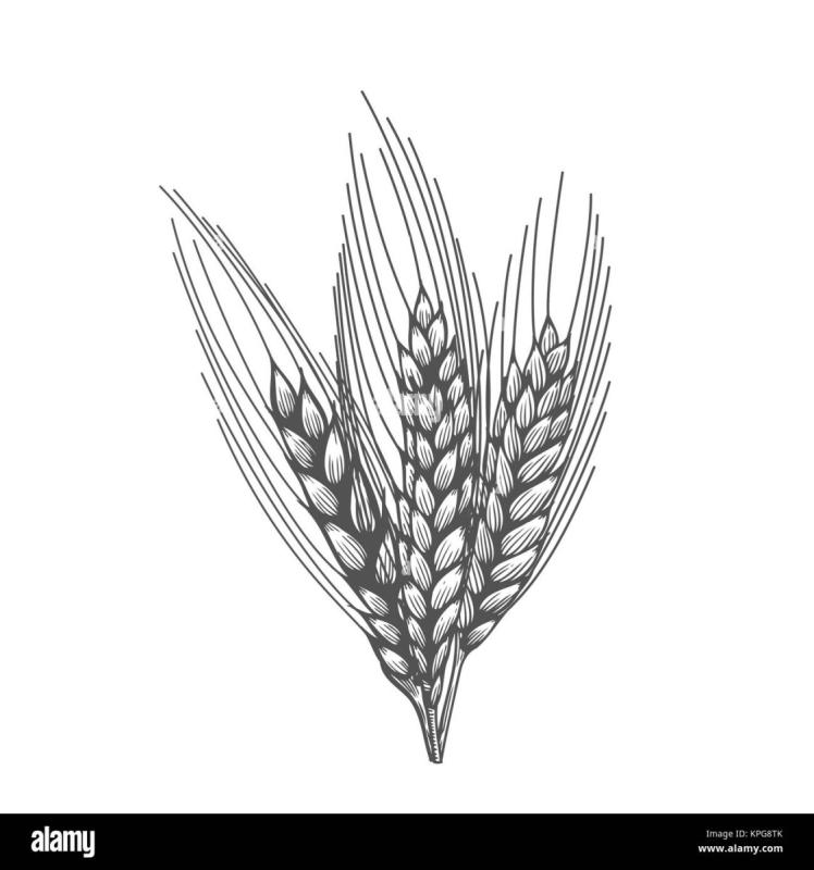 Колоски эскиз