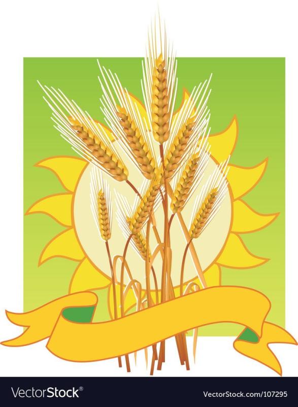 Колосок пшеницы раскраска