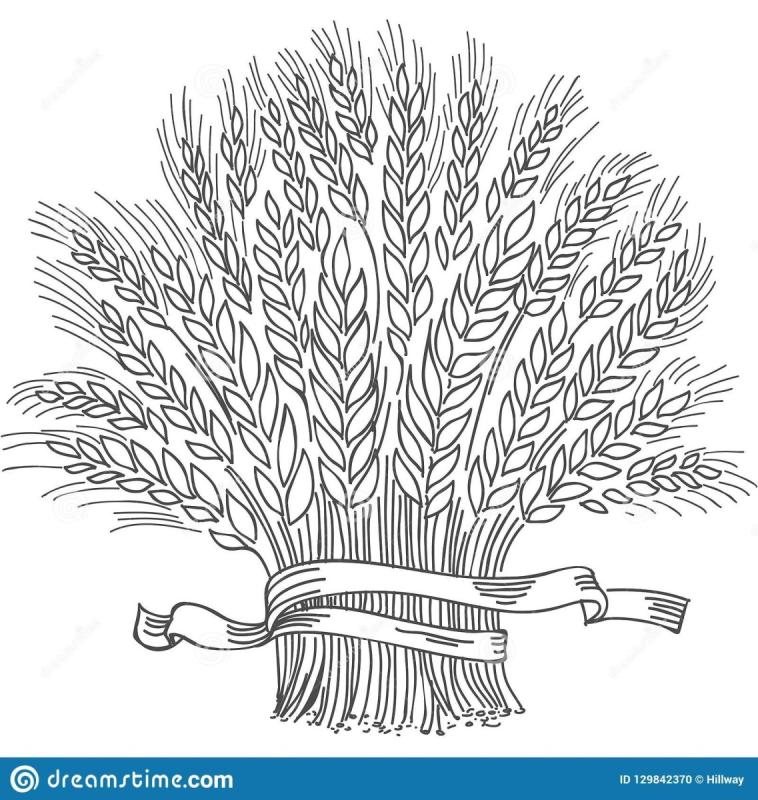 Колосок пшеницы рисунок карандашом