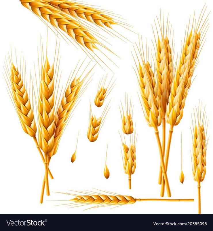 Колосья справа и слева