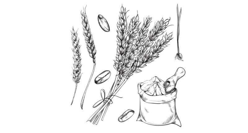 Пшеница иконка