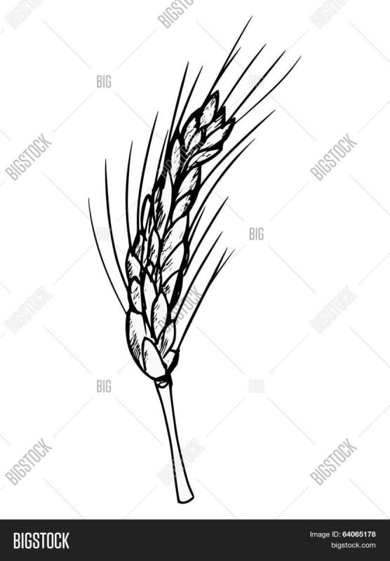 Макет Колоса пшеницы