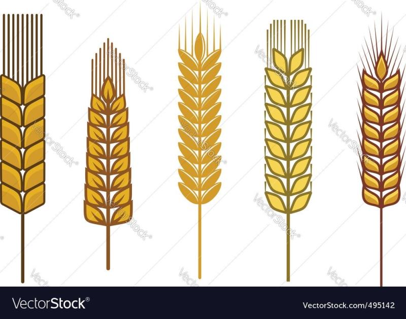 Узор из колосьев пшеницы