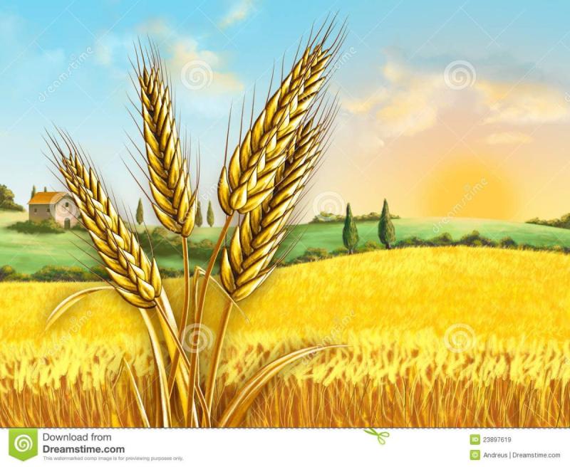 Горы пшеница вектор