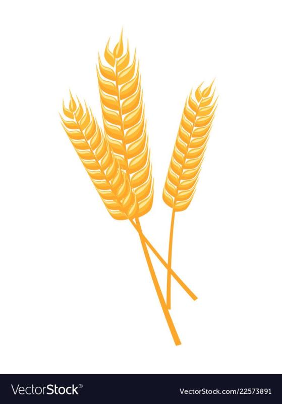 Колосок пшеницы раскраска