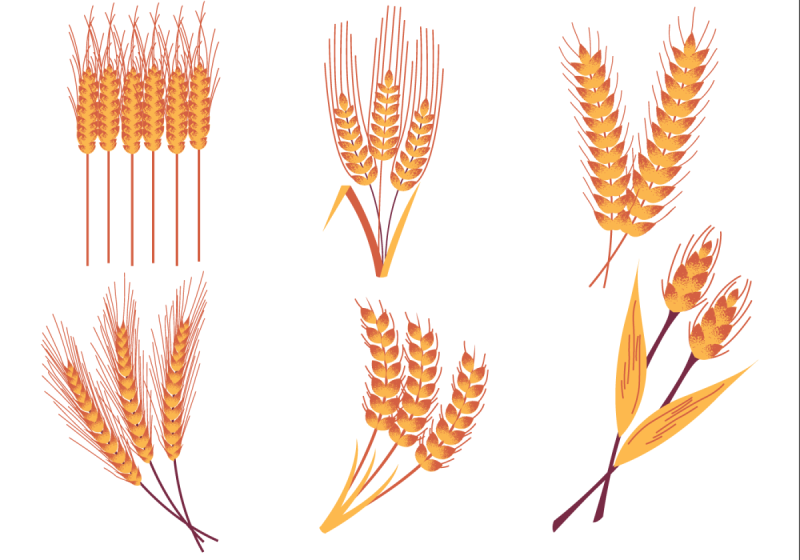 Раскраска колосья пшеницы для детей