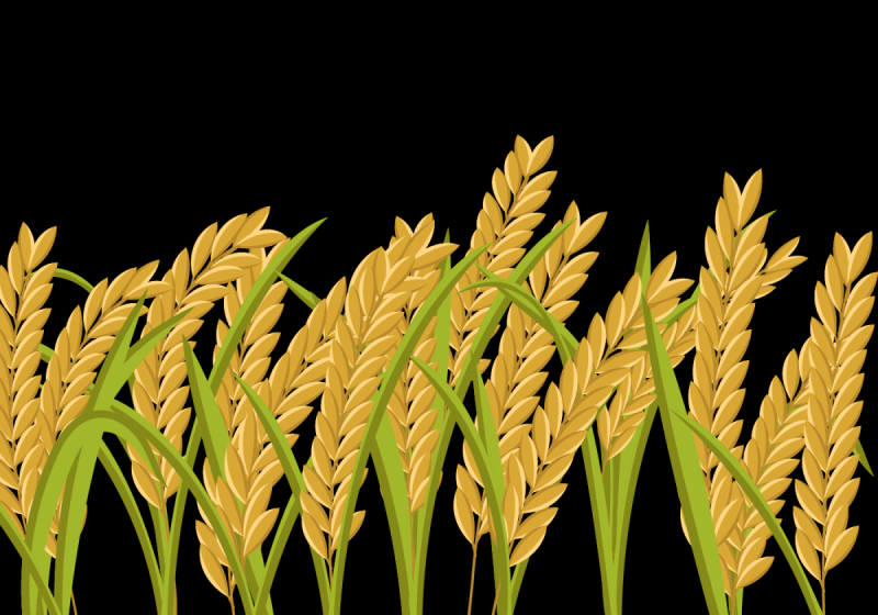 Дети в поле с колосьями