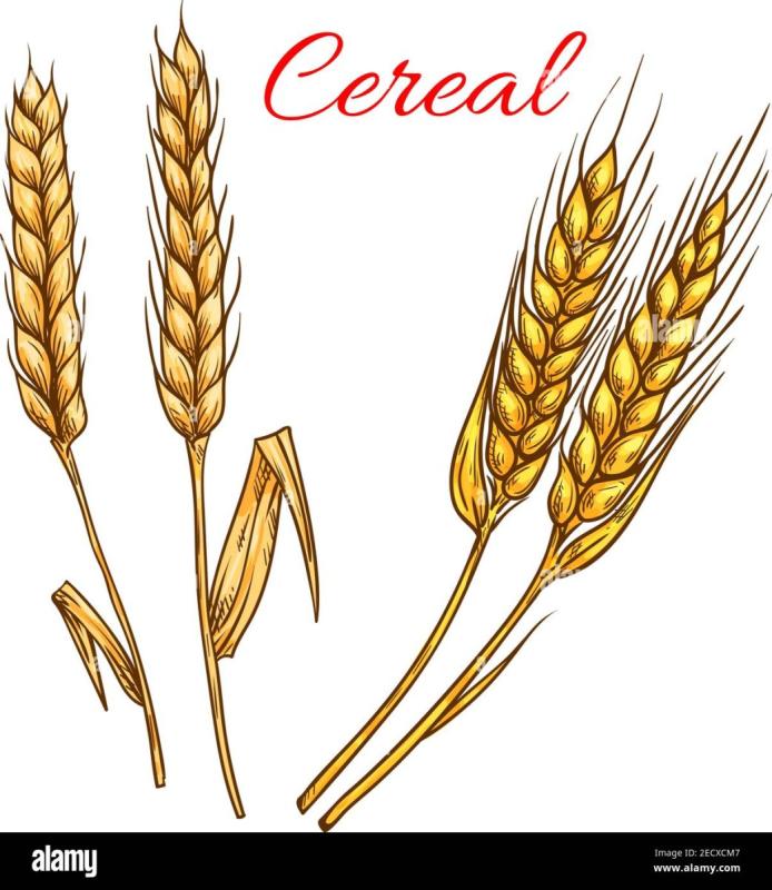 Колосья пшеницы рисунок карандашом для начинающих