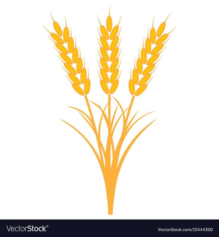 Пшеничное поле рисунок лёгкий