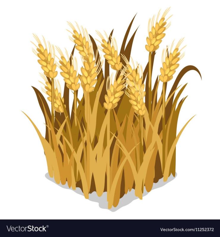 Пшеница контур