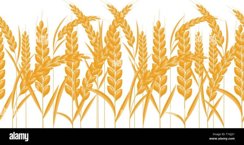 Колосок пшеницы