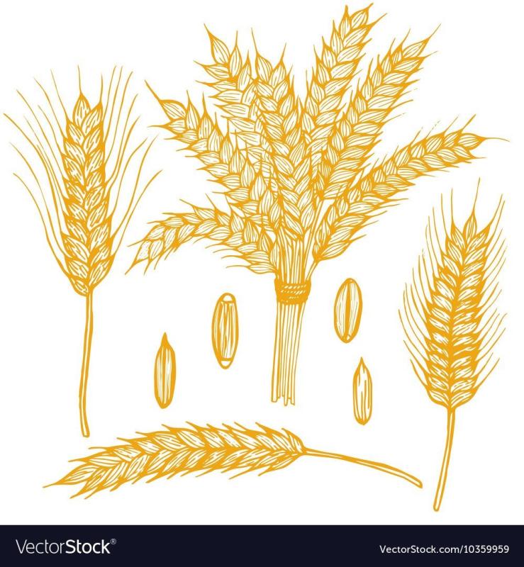 Пшеница картинка для детей