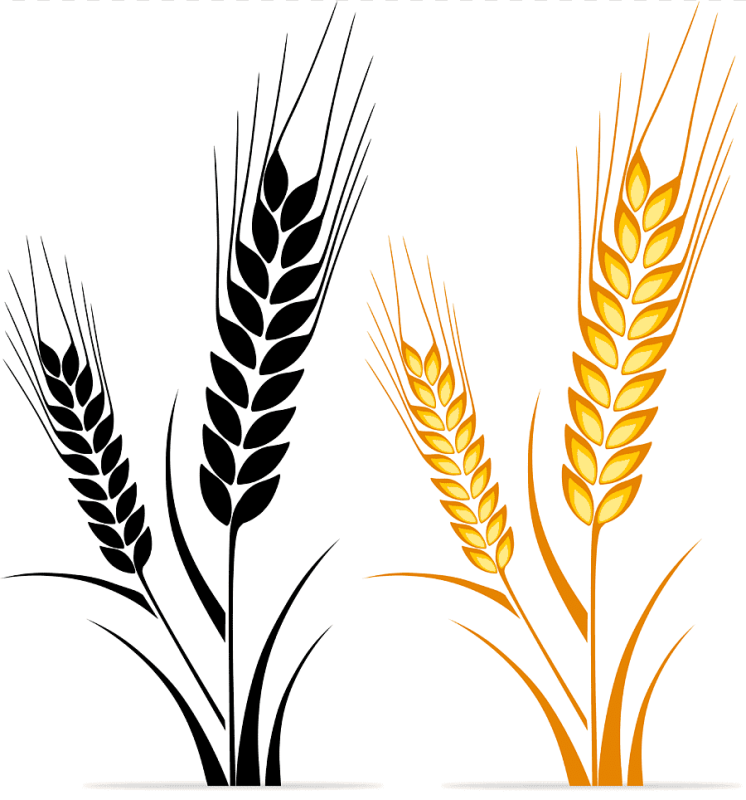 Цикл роста пшеницы для детей