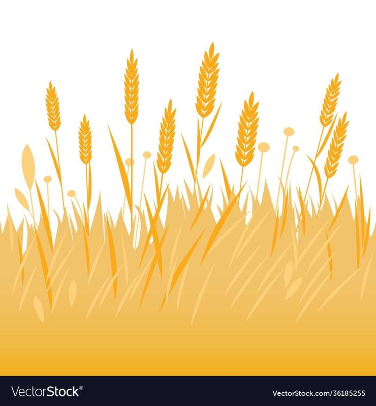 Сноп колосьев пшеницы