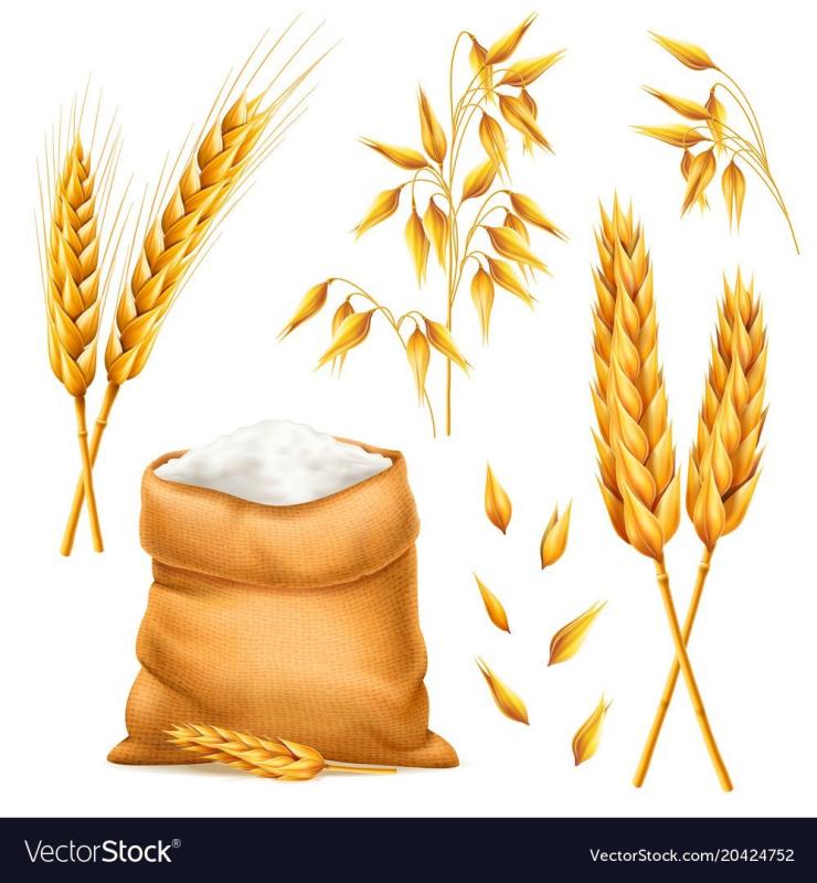 Рисование полей пшеницы детьми