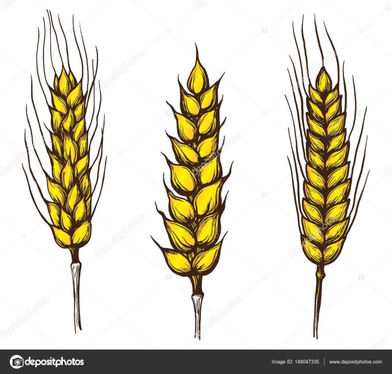 Колосья хлеб цветы гравюра