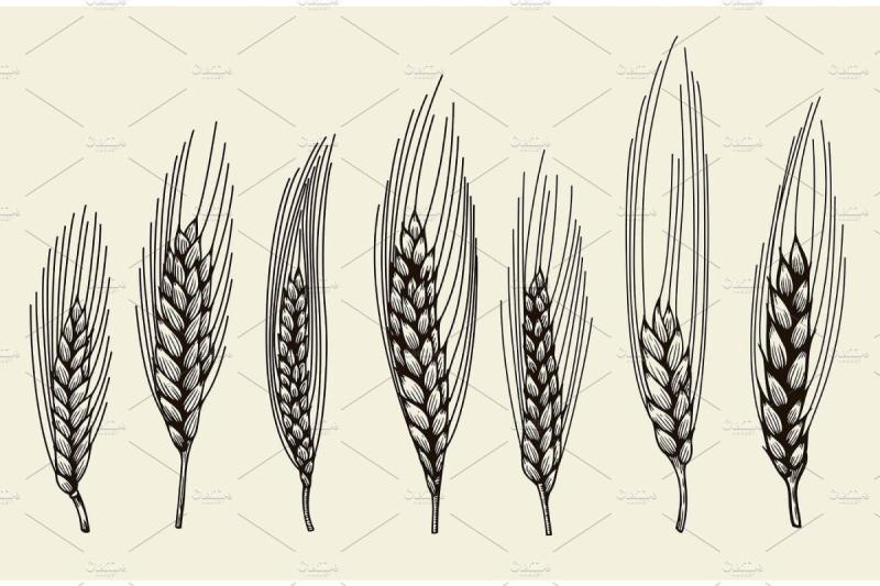 Колосок рисунок