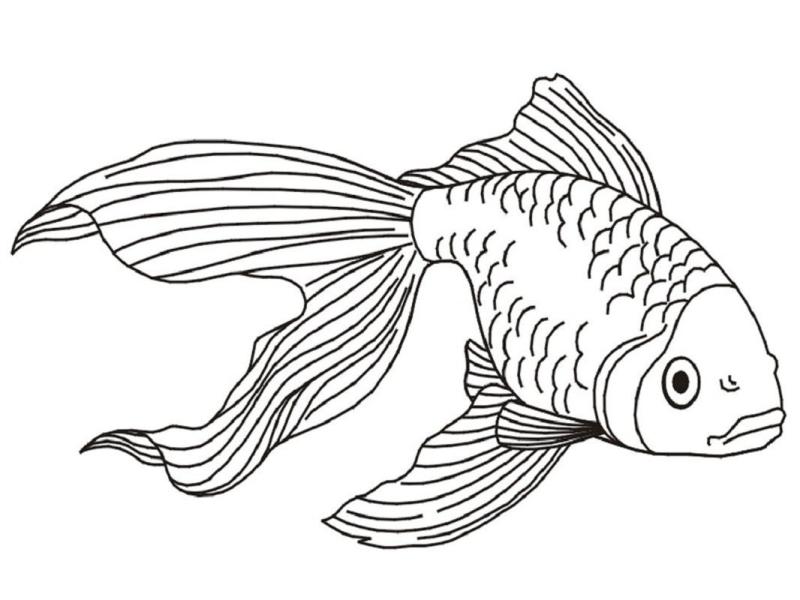 Рыба раскраска