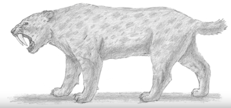 Как нарисовать Саблезубого тигра