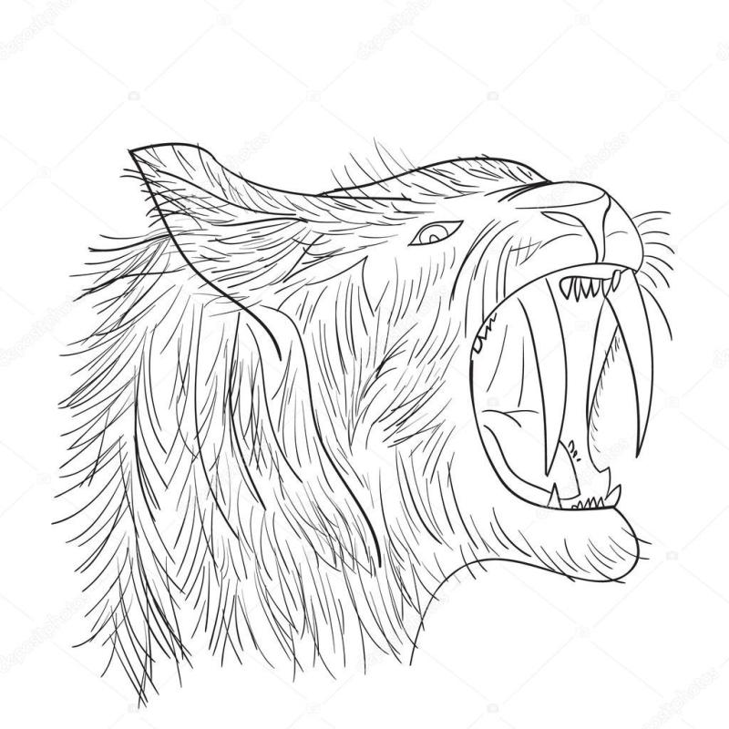 Злой тигр раскраска