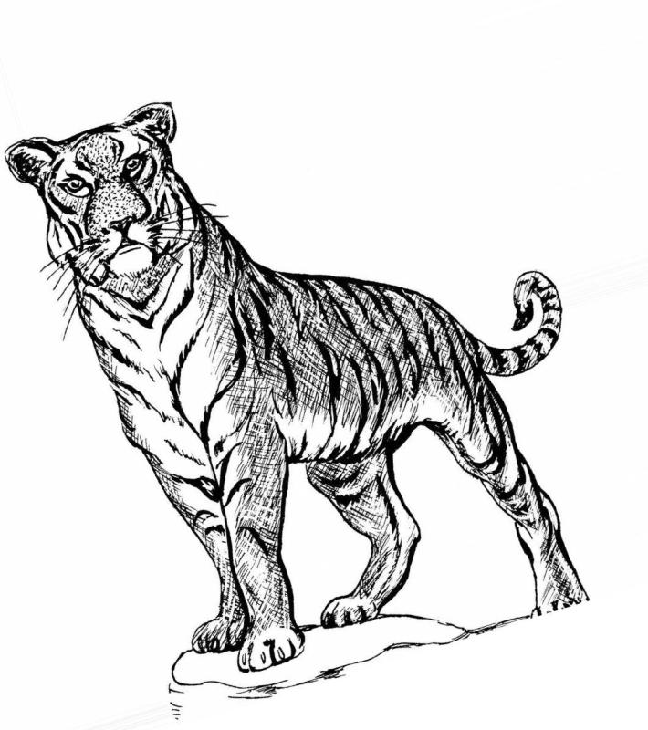 Рисунок тигра для срисовки