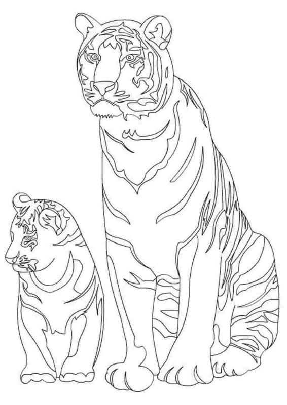 Контур Саблезубого тигра