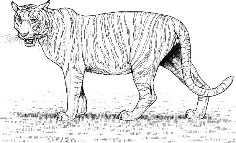 Тигр. Раскраска