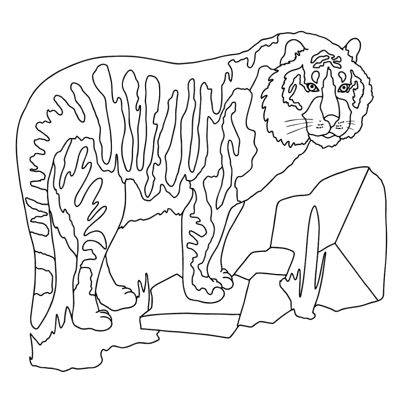 Саблезубый тигр раскраска