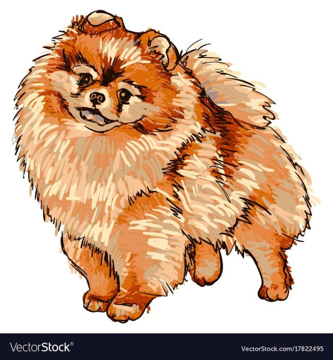 Собака шпиц вектор