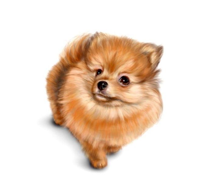 Померанский шпиц