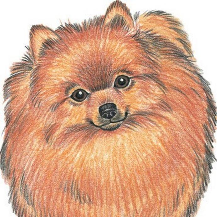 Померанский шпиц рисунок