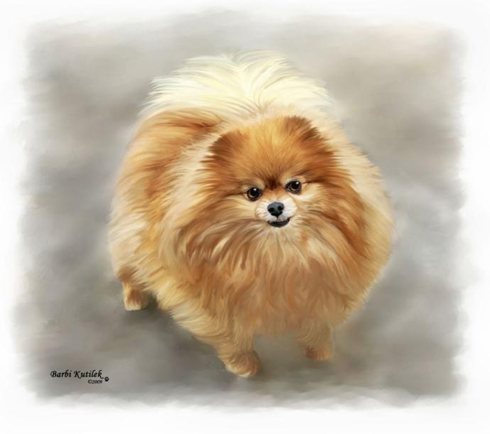 Померанский шпиц