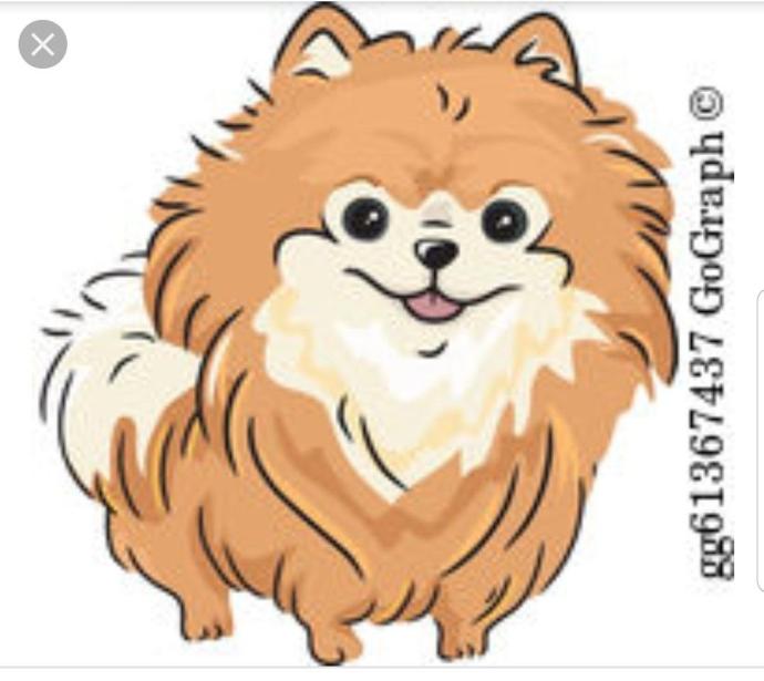 Померанский шпиц вектор