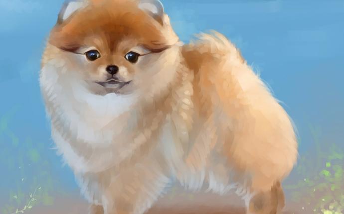 Собачка Лисичка шпиц