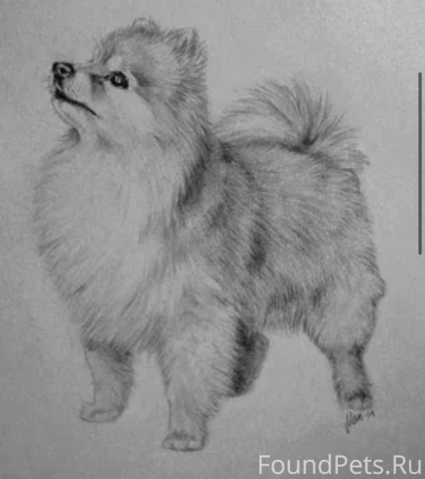 Померанский шпиц