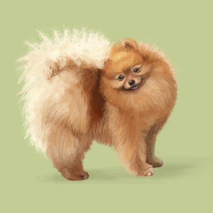 Померанский шпиц длинношерстный Лис