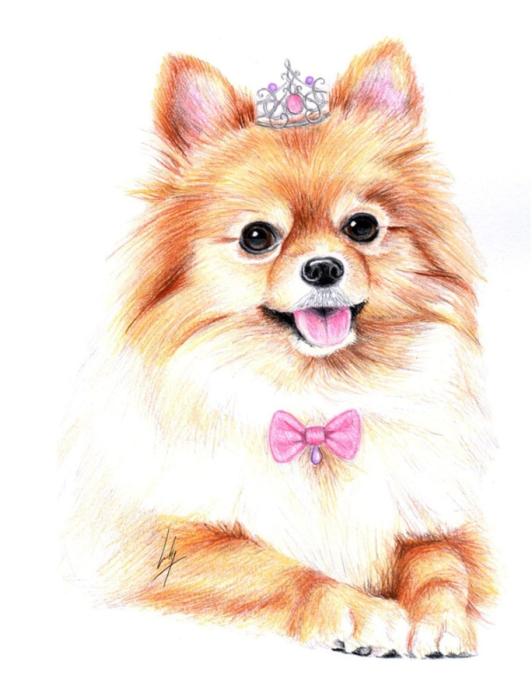 Шпиц померанский Art