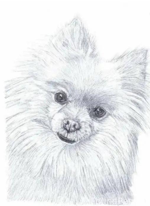 Контур померанского шпица