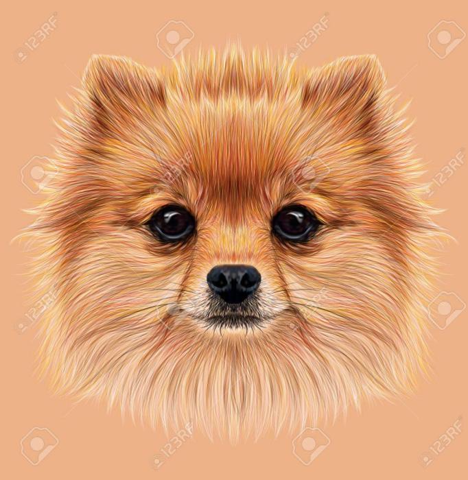 Нарисовать шпица