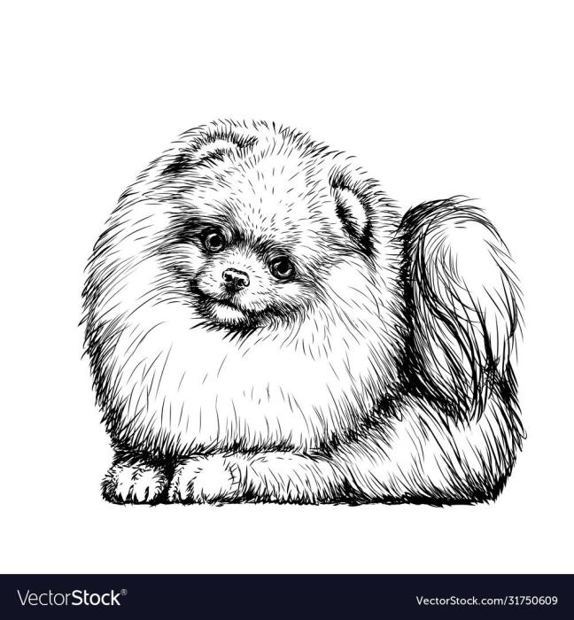 Померанский шпиц