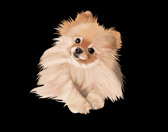 Мордочка шпица рисунок